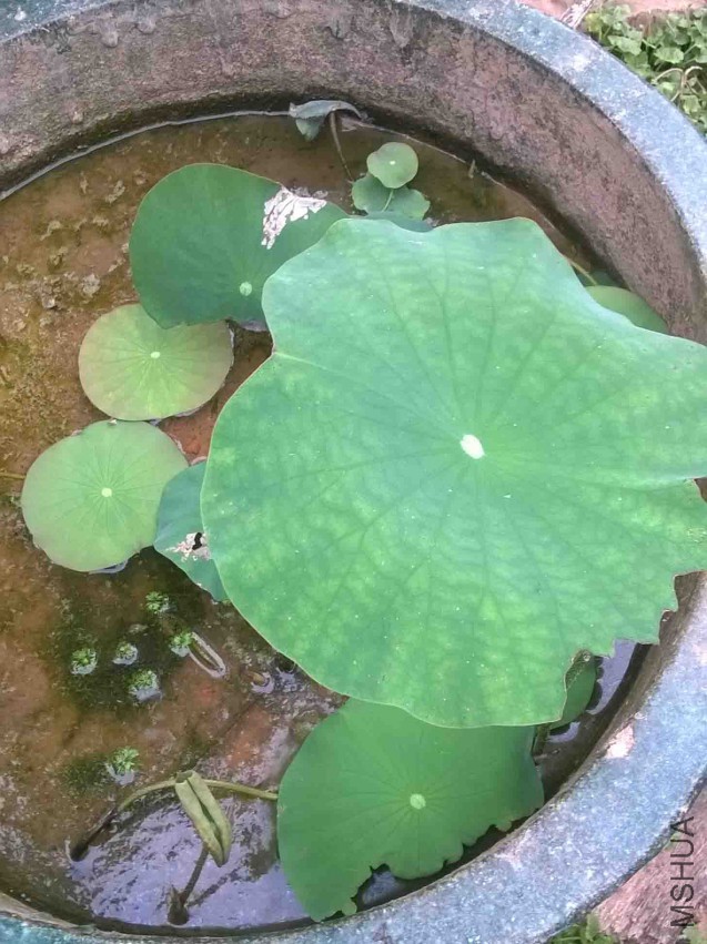 MediaLib_Camera Roll_WP_20150321_001.jpg