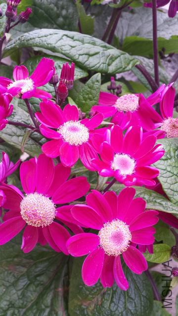20150308_084726.jpg
