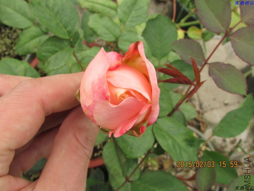 IMG_6566_nEO_IMG.jpg
