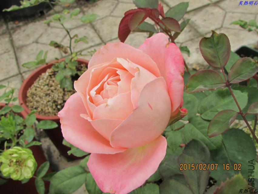 IMG_6751_nEO_IMG.jpg