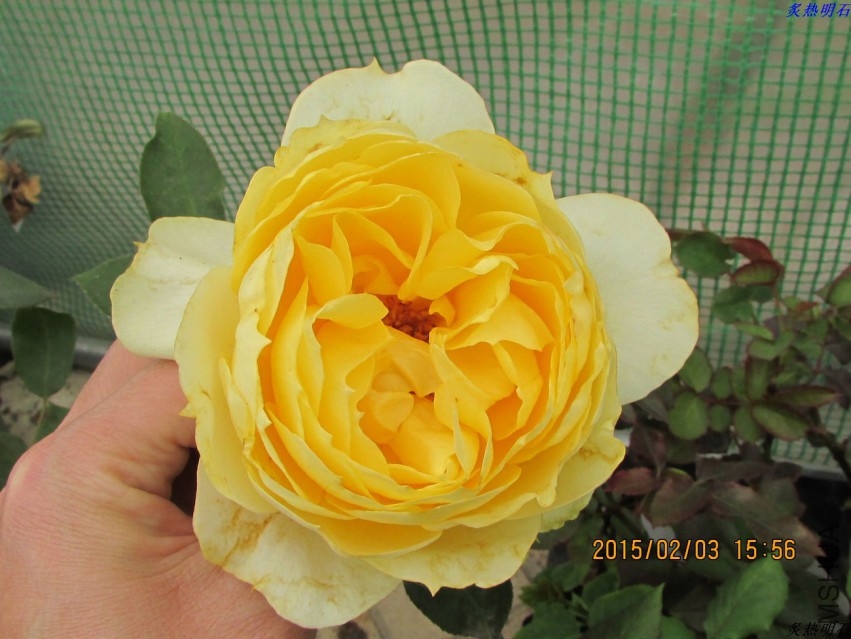 IMG_6545_nEO_IMG.jpg