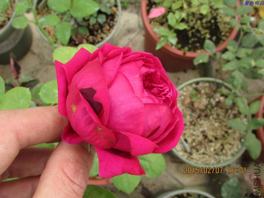 IMG_6740_nEO_IMG.jpg