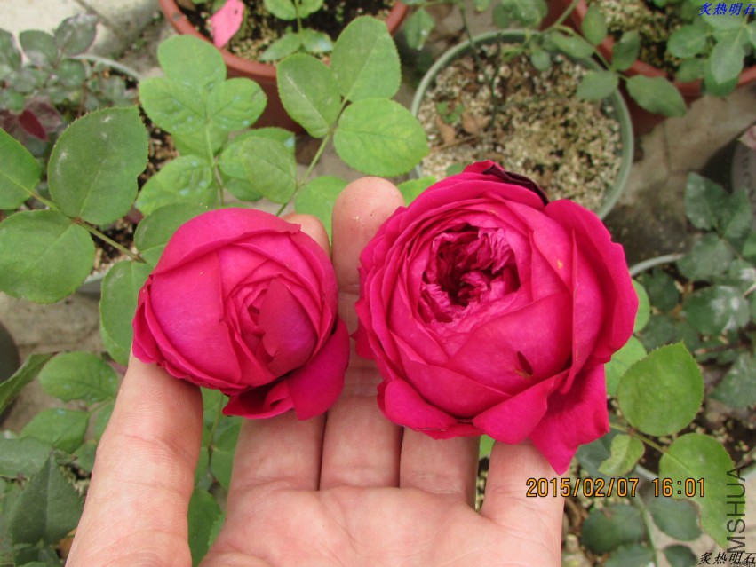 IMG_6747_nEO_IMG.jpg