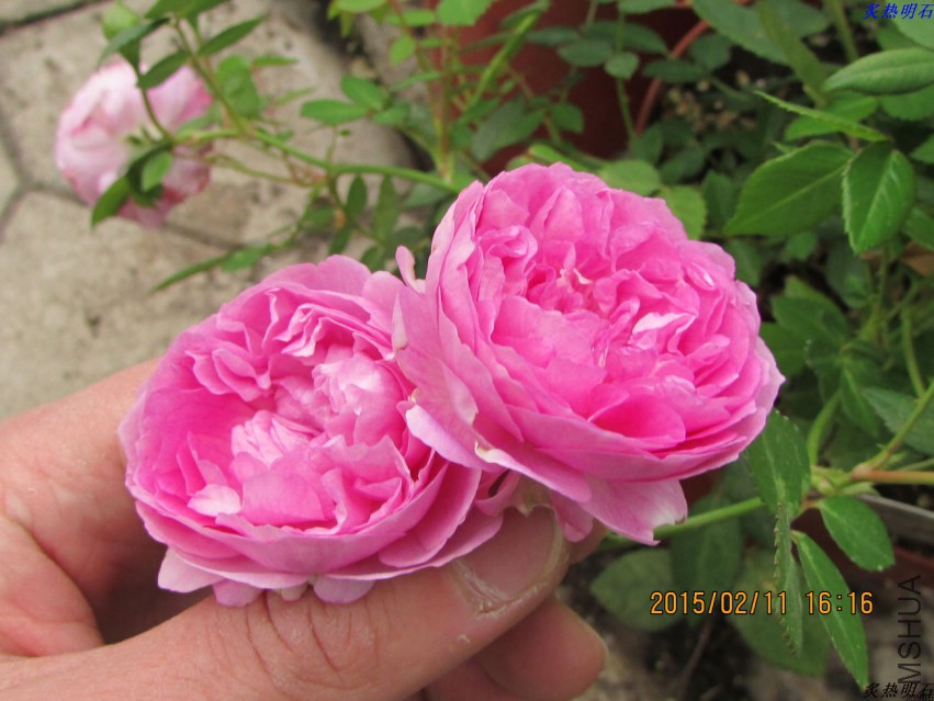 IMG_6961_nEO_IMG.jpg