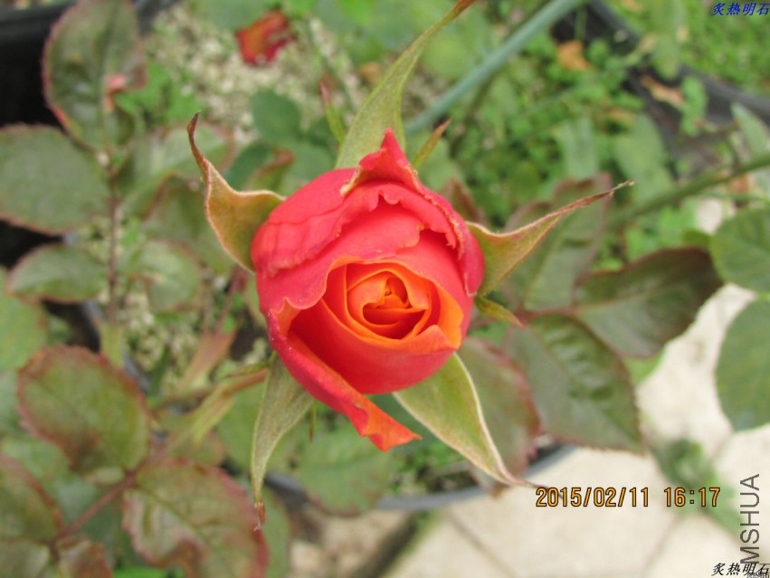 IMG_6966_nEO_IMG.jpg