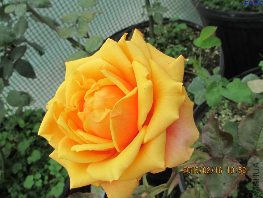 IMG_7341_nEO_IMG.jpg