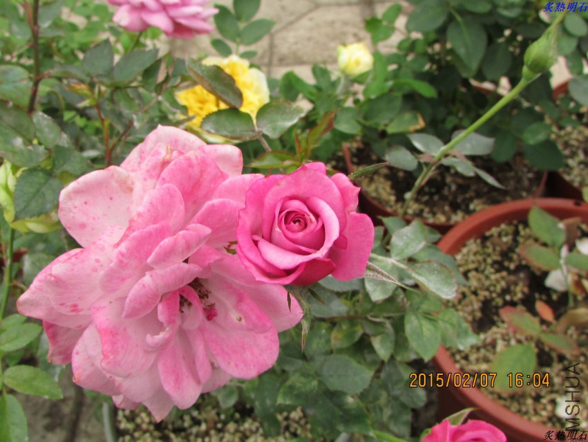 IMG_6769_nEO_IMG.jpg