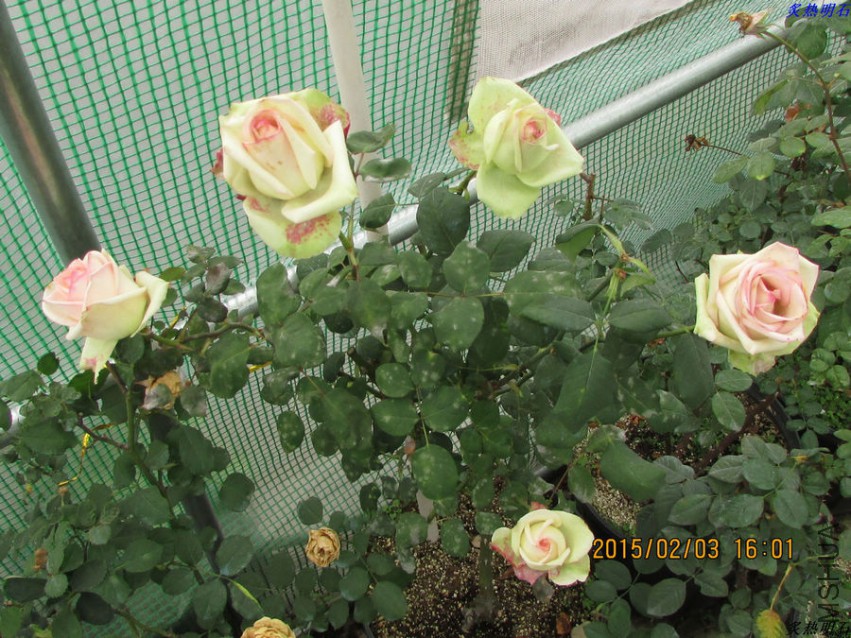 IMG_6582_nEO_IMG.jpg