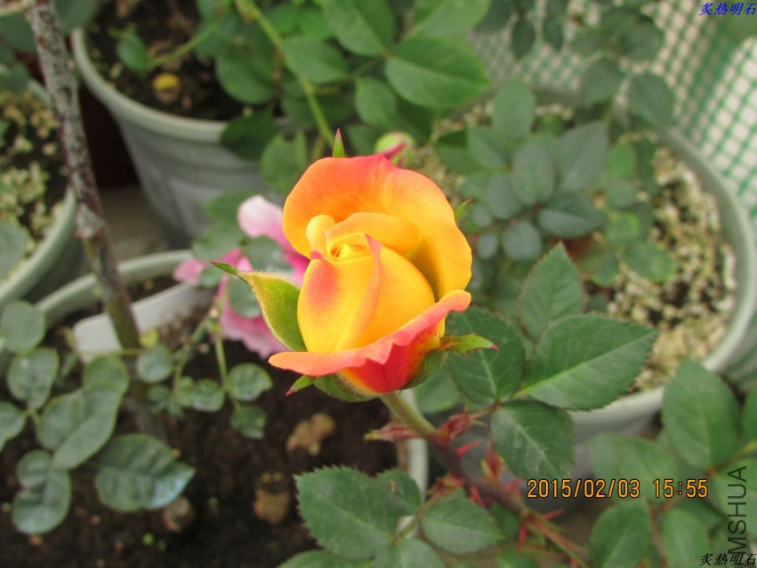 IMG_6539_nEO_IMG.jpg