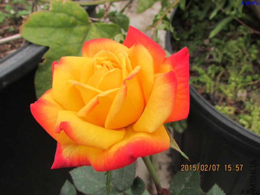 IMG_6706_nEO_IMG.jpg