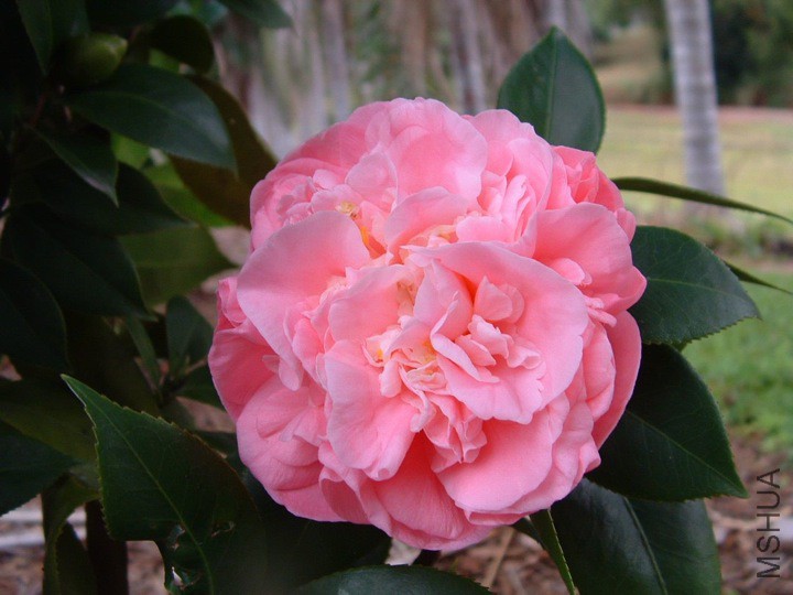 Debutante��̨����.jpg