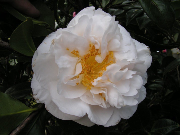 Ecclefield����.jpg