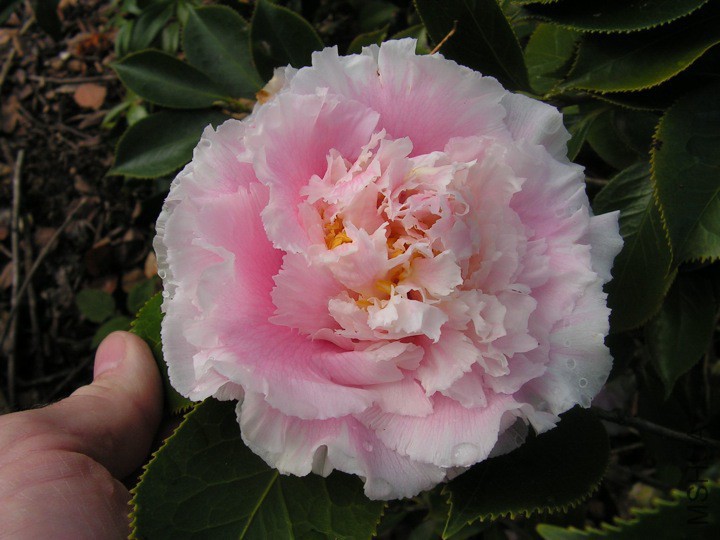 Elegans Splendour��ĵ��.jpg