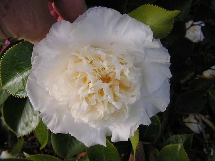 Elegans Champagne�����.jpg