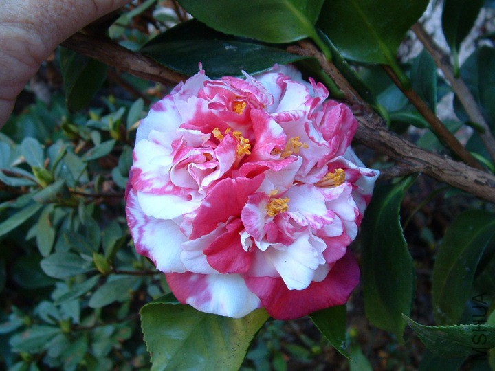 Emperor of Russia Variegated��ɫɳ��.jpg