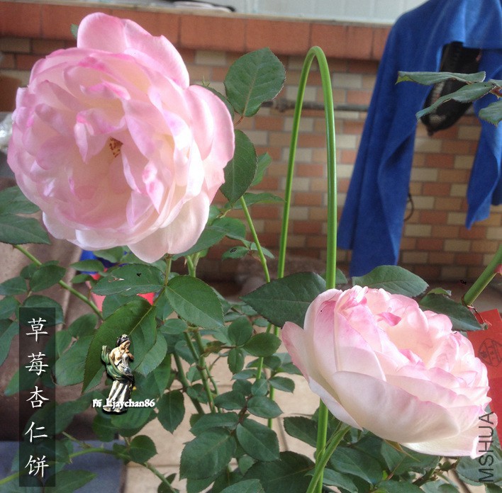 ��ݮ���ʱ�_����.jpg