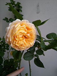 1426206273105 ����.png