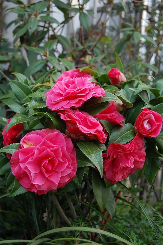DSC_01290129.JPG