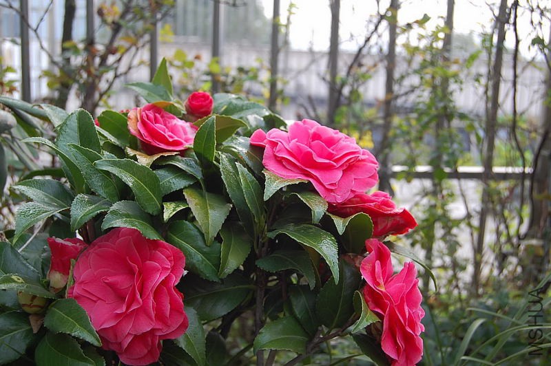 DSC_01480148.JPG