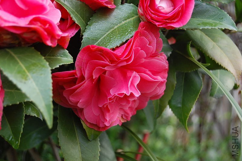 DSC_01530153.JPG
