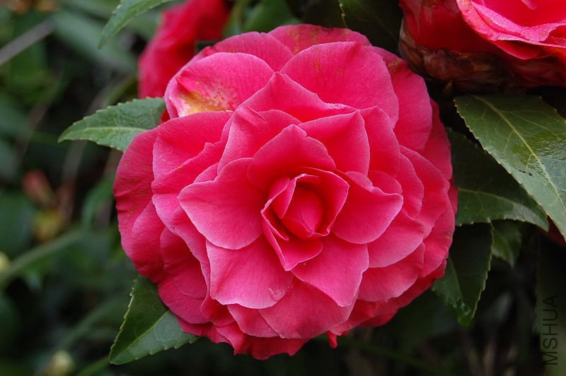 DSC_01520152.JPG
