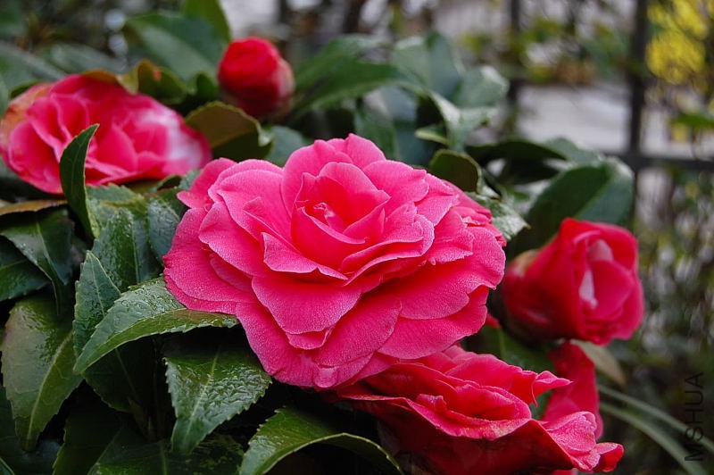 DSC_01410141.JPG
