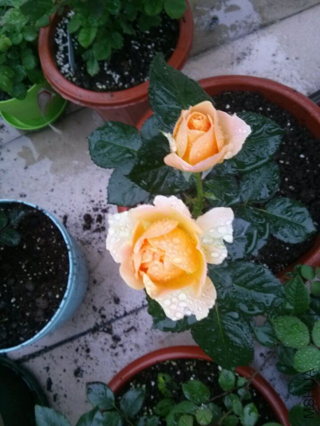 QQͼƬ20150322222702.jpg