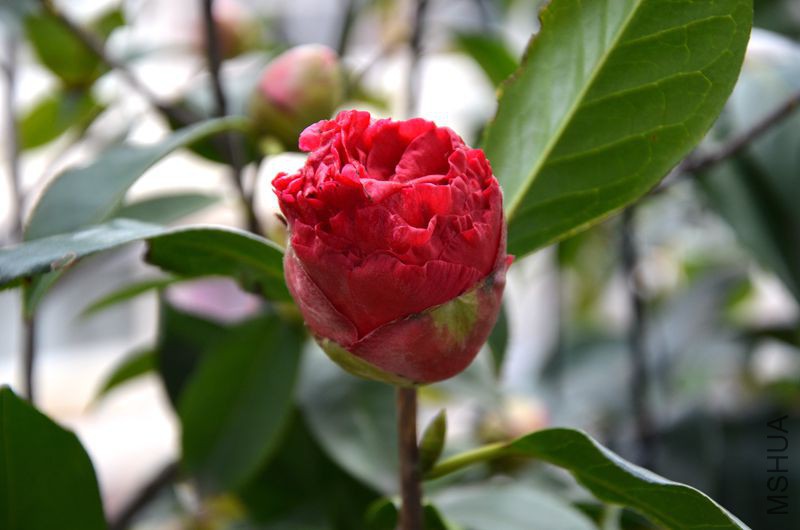 DSC_3080.JPG