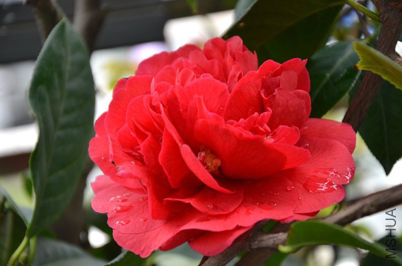 DSC_3082.JPG