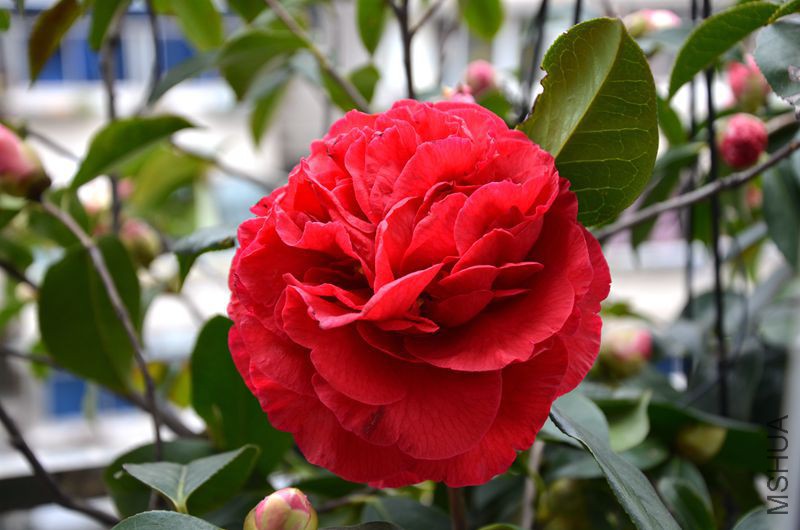 DSC_3125.JPG