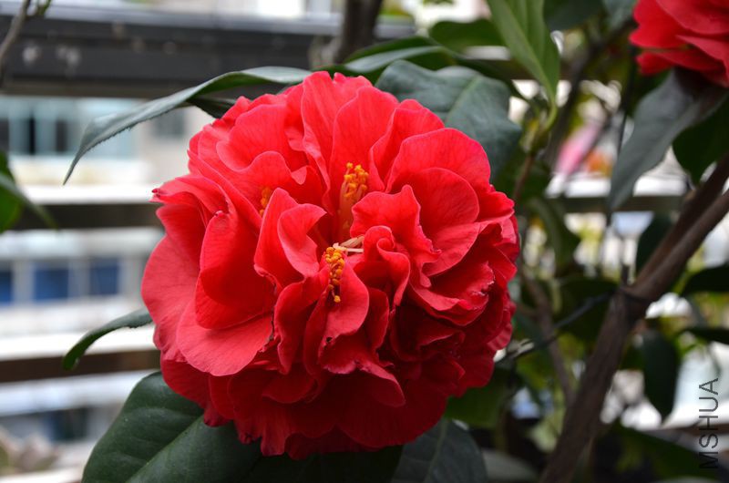 DSC_3133.JPG