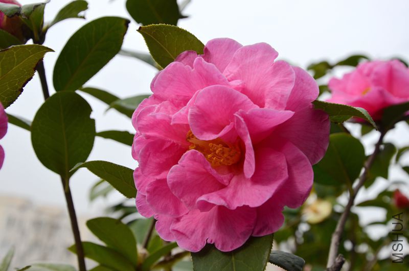DSC_3138.JPG