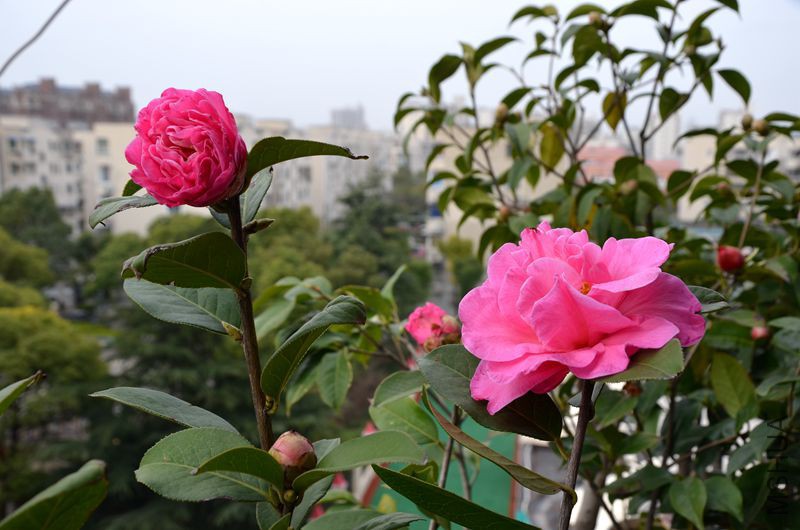 DSC_3145.JPG