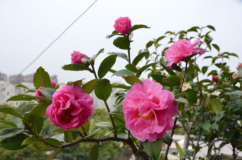 DSC_3146.JPG