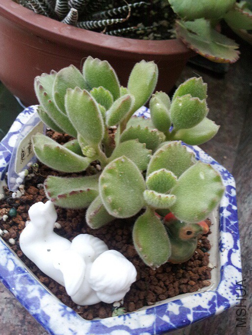 ������״̬��