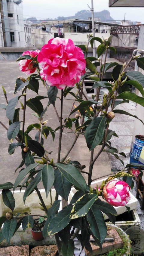 ������С IMG_20150322_175352.jpg