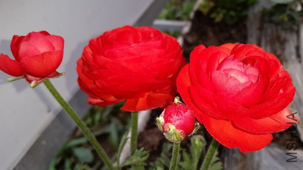 20150322_101507.jpg