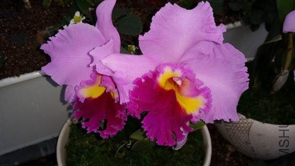 20150322_103359.jpg