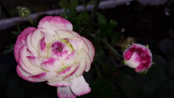 20150322_105004.jpg