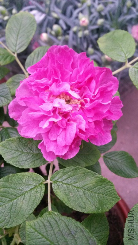 20150304_142153.jpg