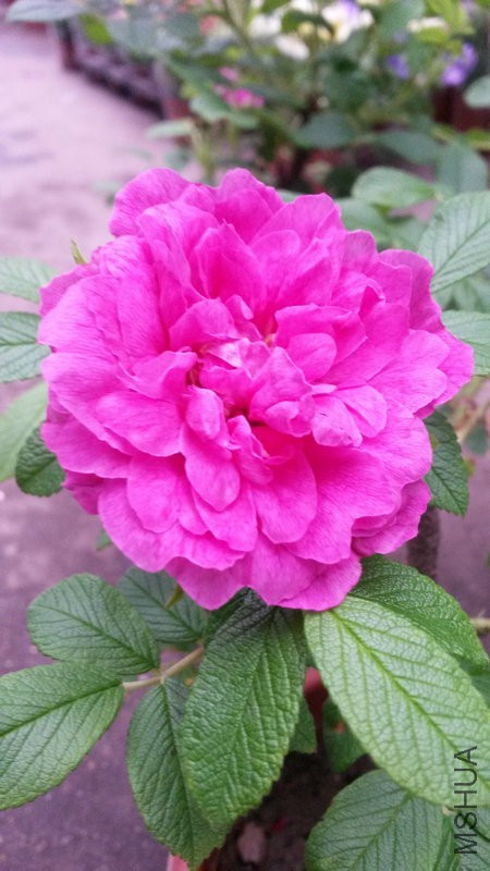 20150304_142223.jpg