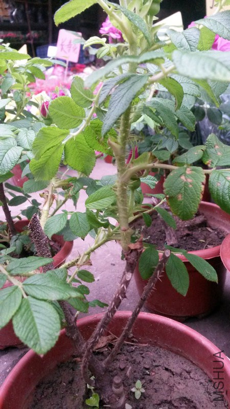 20150304_142254.jpg