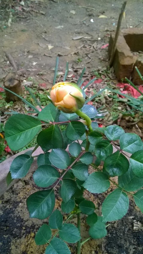 WP_20150308_001.jpg