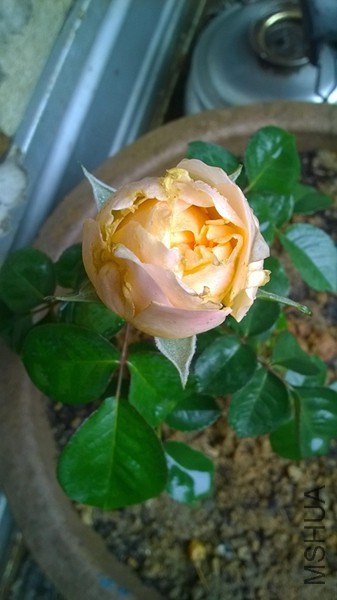 WP_20150316_001.jpg