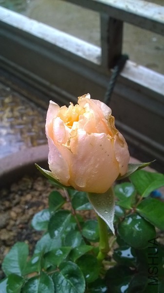 WP_20150316_002.jpg