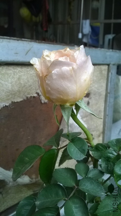 WP_20150319_001.jpg