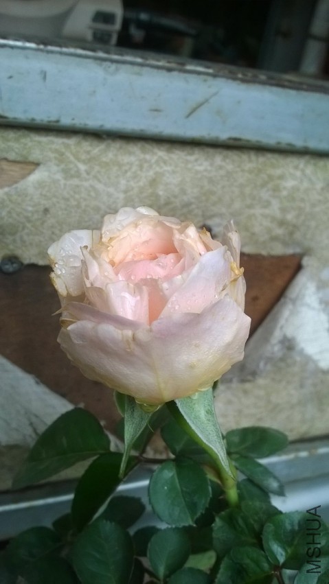 WP_20150319_002.jpg