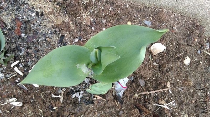 IMAG0081.jpg