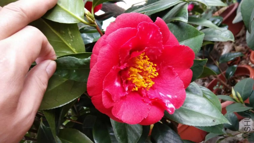 p1sb.jpg