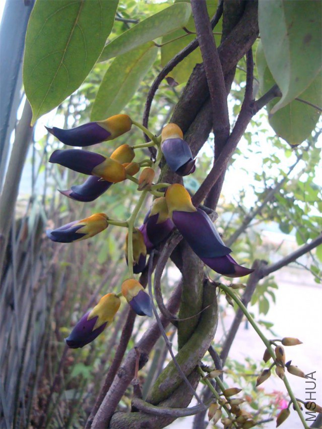 �����ٿ���